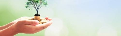 Hands holding sapling