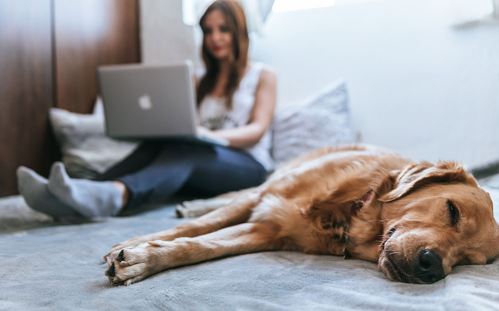 A dog lays on a bed while a woman works on a computer in the background